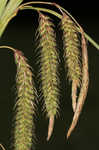 Great smokey mountain sedge